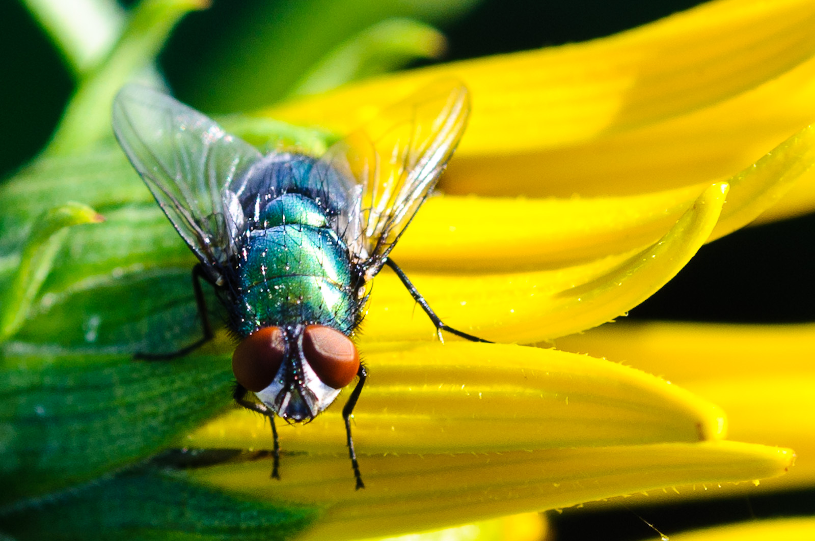 Fliege auf einem Mädchenauge in unserem Garten