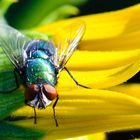 Fliege auf einem Mädchenauge in unserem Garten