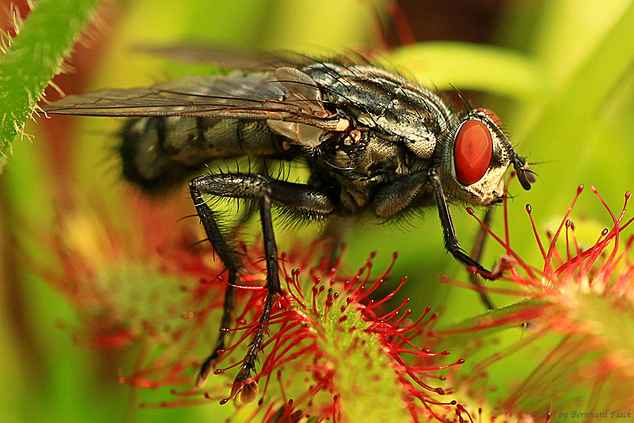 Fliege auf einem Sonnentau