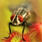 Fliege auf einem Sonnentau (Drosera)