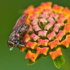 Fliege auf einem Wandelröschen