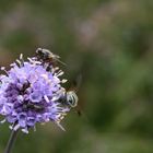 Fliege auf einer Blüte