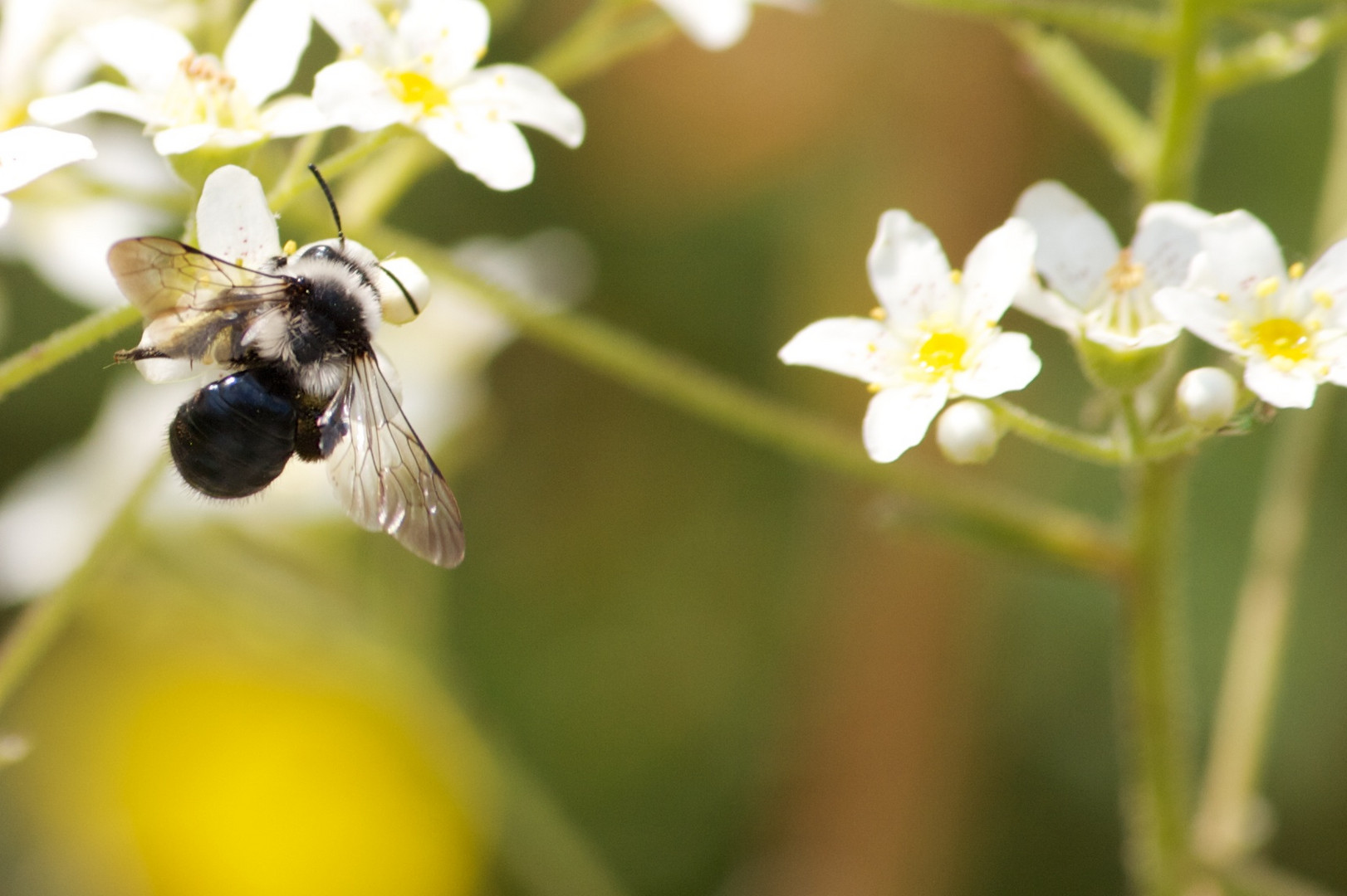 Fliege auf einer Blüte