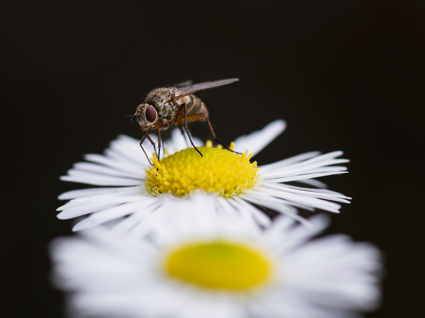 Fliege auf einer Blüte