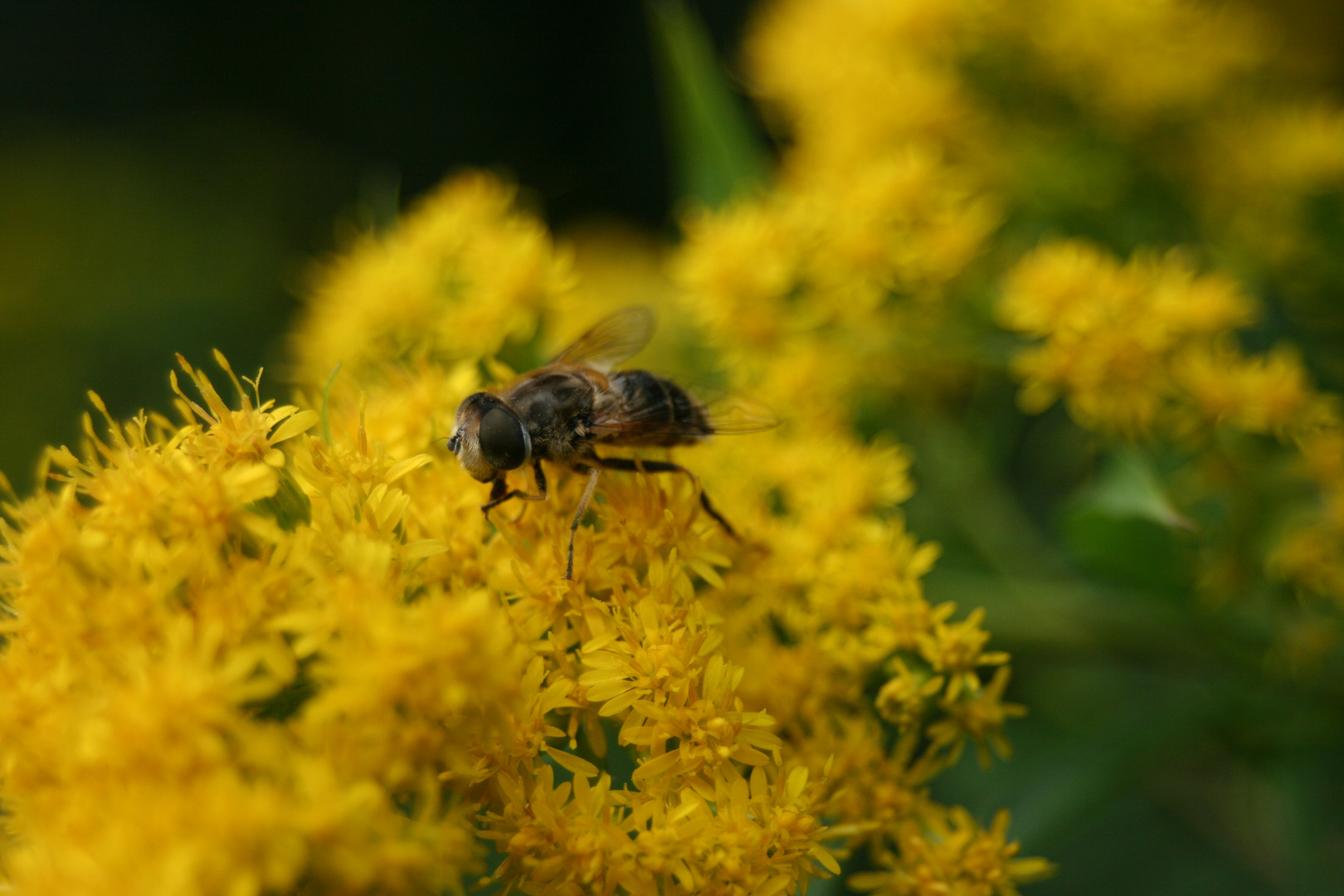 Fliege auf einer Blüte