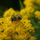 Fliege auf einer Blüte