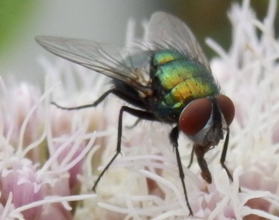 Fliege auf einer Blüte