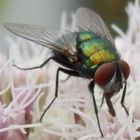 Fliege auf einer Blüte