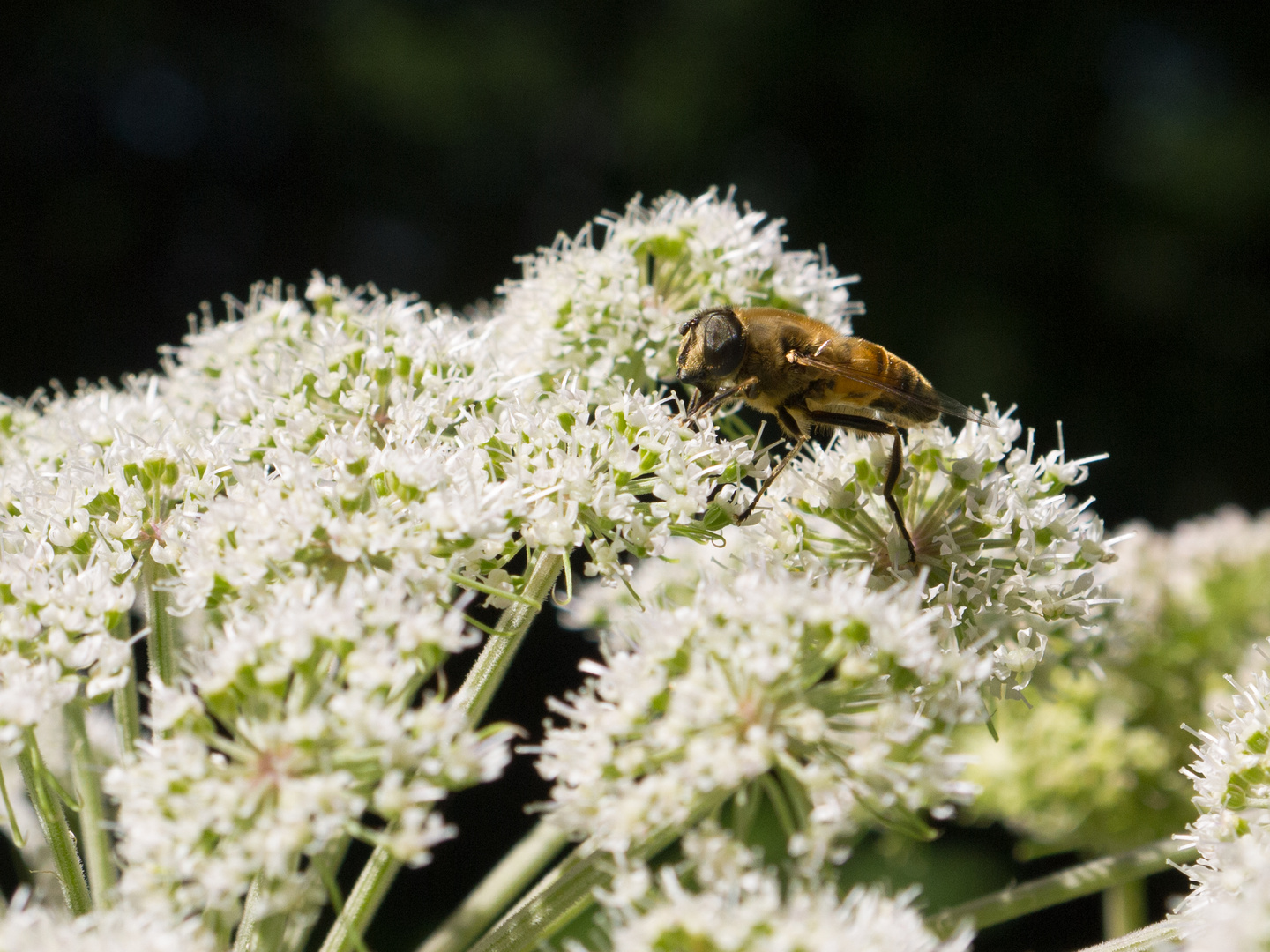 Fliege auf einer Blüte