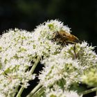 Fliege auf einer Blüte