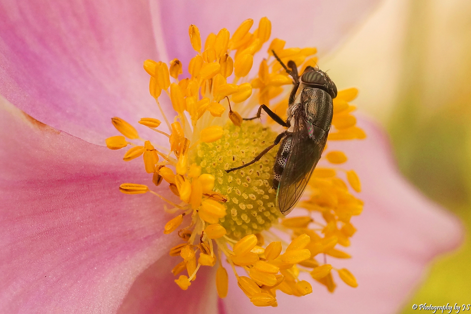 FLIEGE AUF EINER BLÜTE