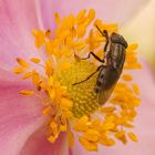 FLIEGE AUF EINER BLÜTE