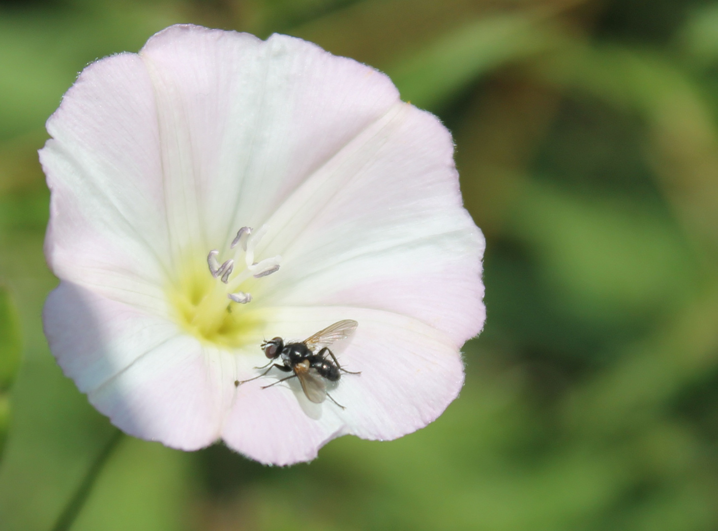 Fliege auf einer Blüte