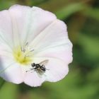 Fliege auf einer Blüte