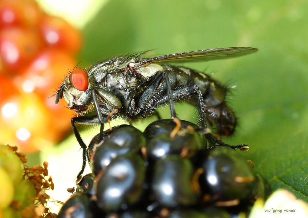 Fliege auf einer Brombeere