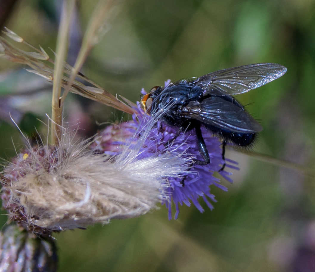 Fliege auf einer Distel