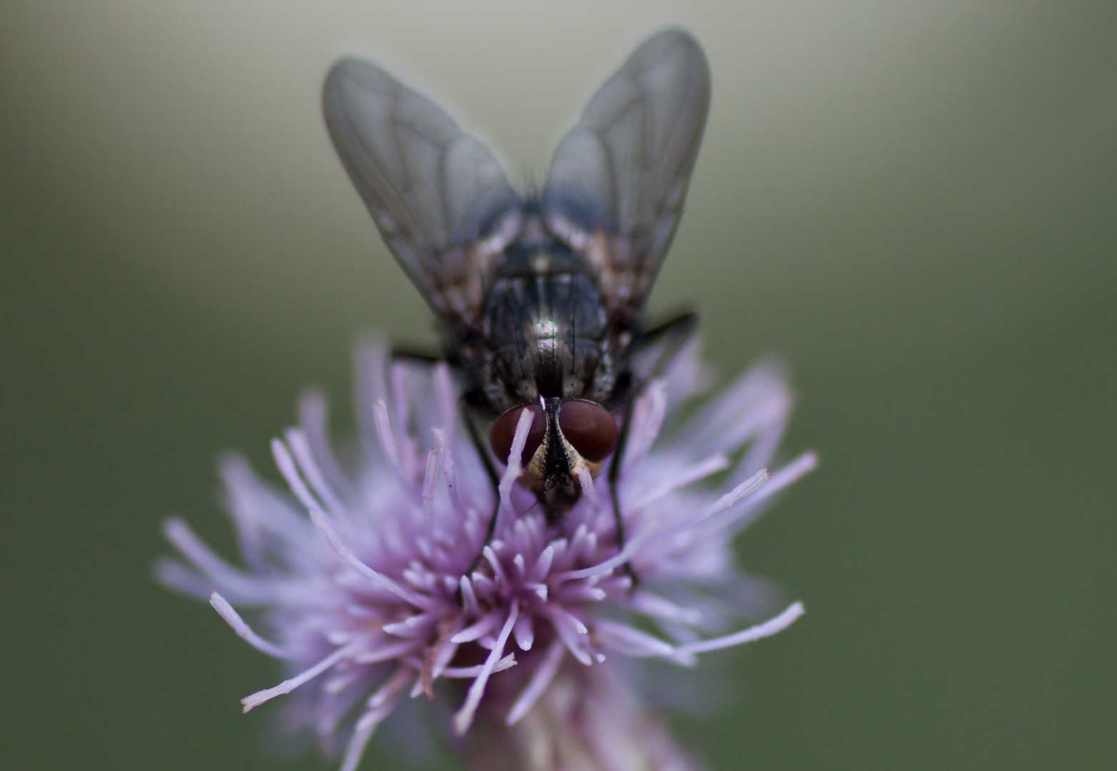 Fliege auf einer Distelblüte