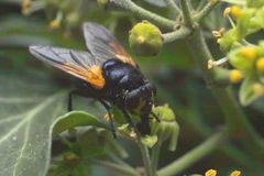 Fliege auf einer Efeublüte