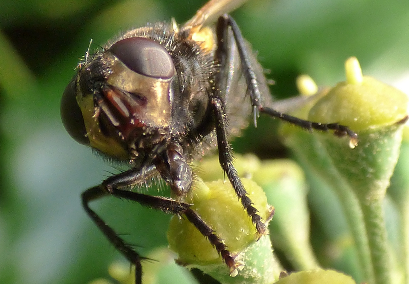 Fliege auf einer Efeublüte