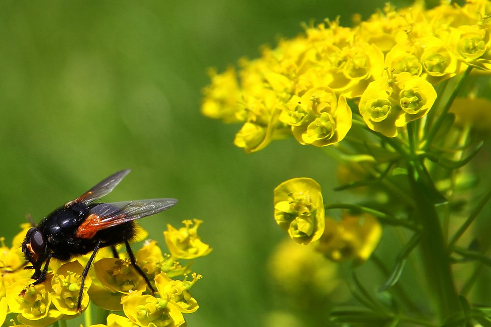 Fliege auf einer gelben Blüte