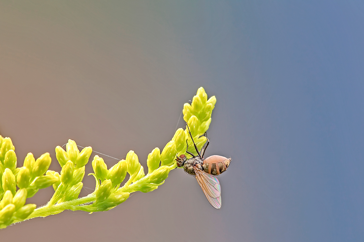 Fliege auf einer Goldrute