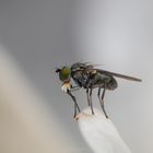 Fliege auf einer Margeritenblüte