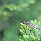 Fliege auf einer Muschelzypresse