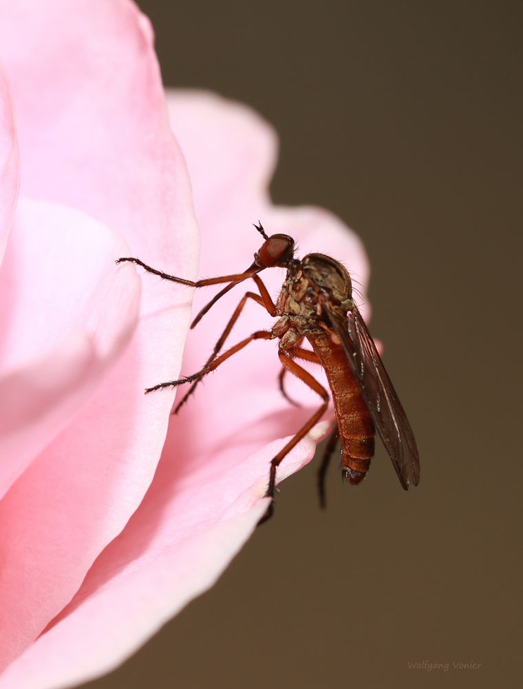 Fliege auf einer Rose