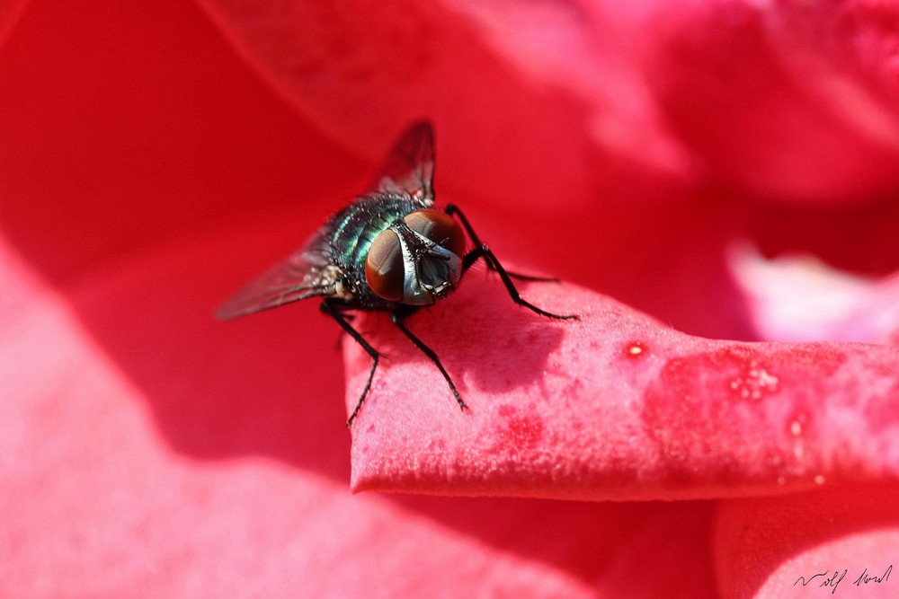 Fliege auf einer Rosenblüte
