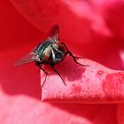 Fliege auf einer Rosenblüte