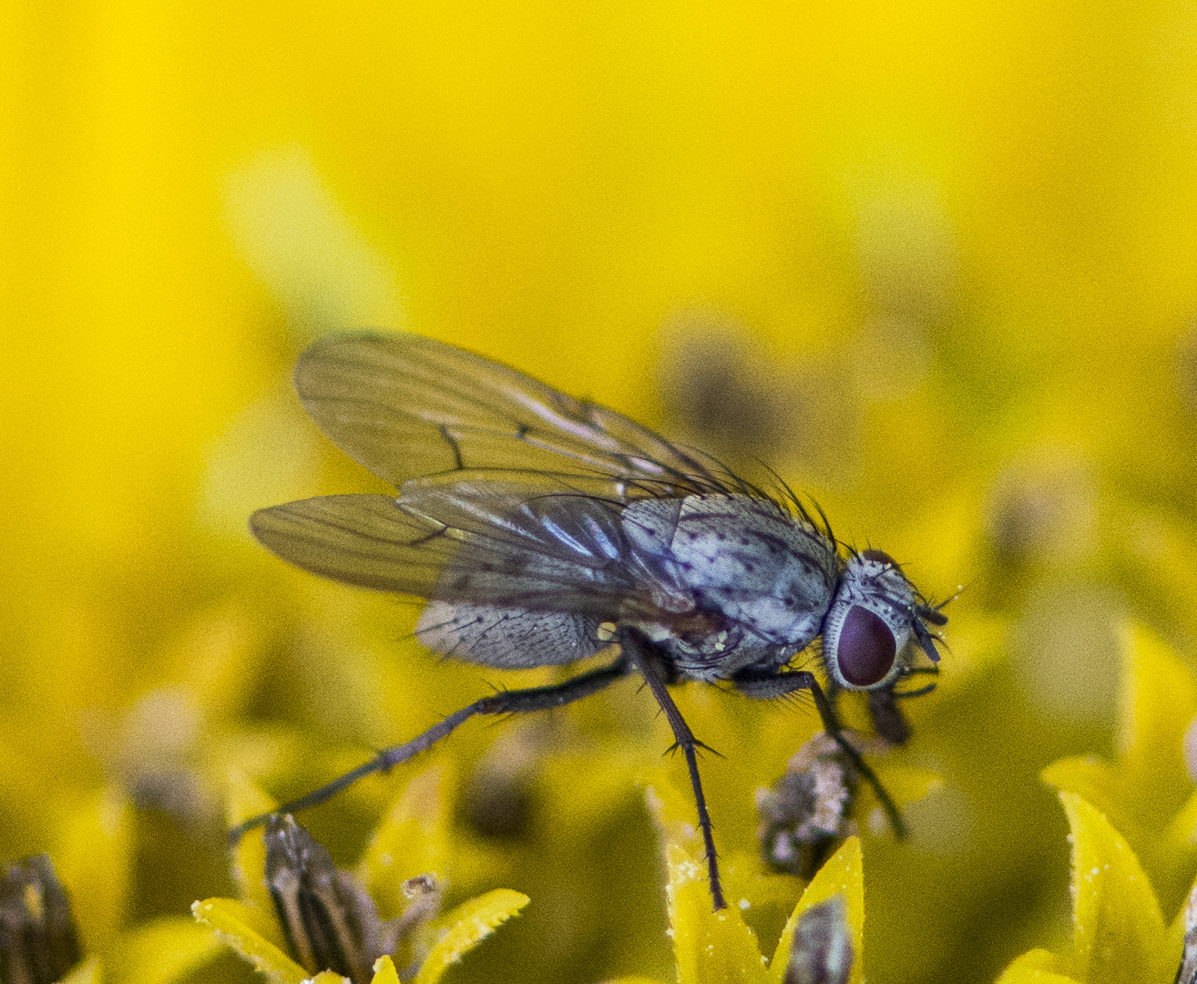 Fliege auf einer Sonnenblume