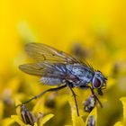 Fliege auf einer Sonnenblume