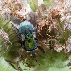 Fliege auf einer verblühten Phacelia . . . 