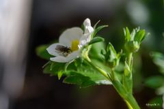 Fliege auf Erdbeerblüte