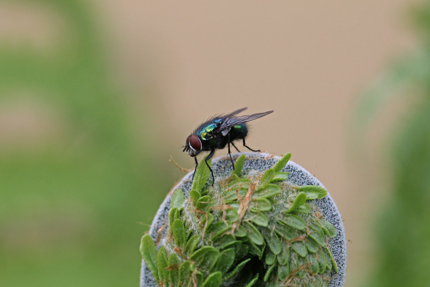 Fliege auf Farn