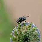 Fliege auf Farn