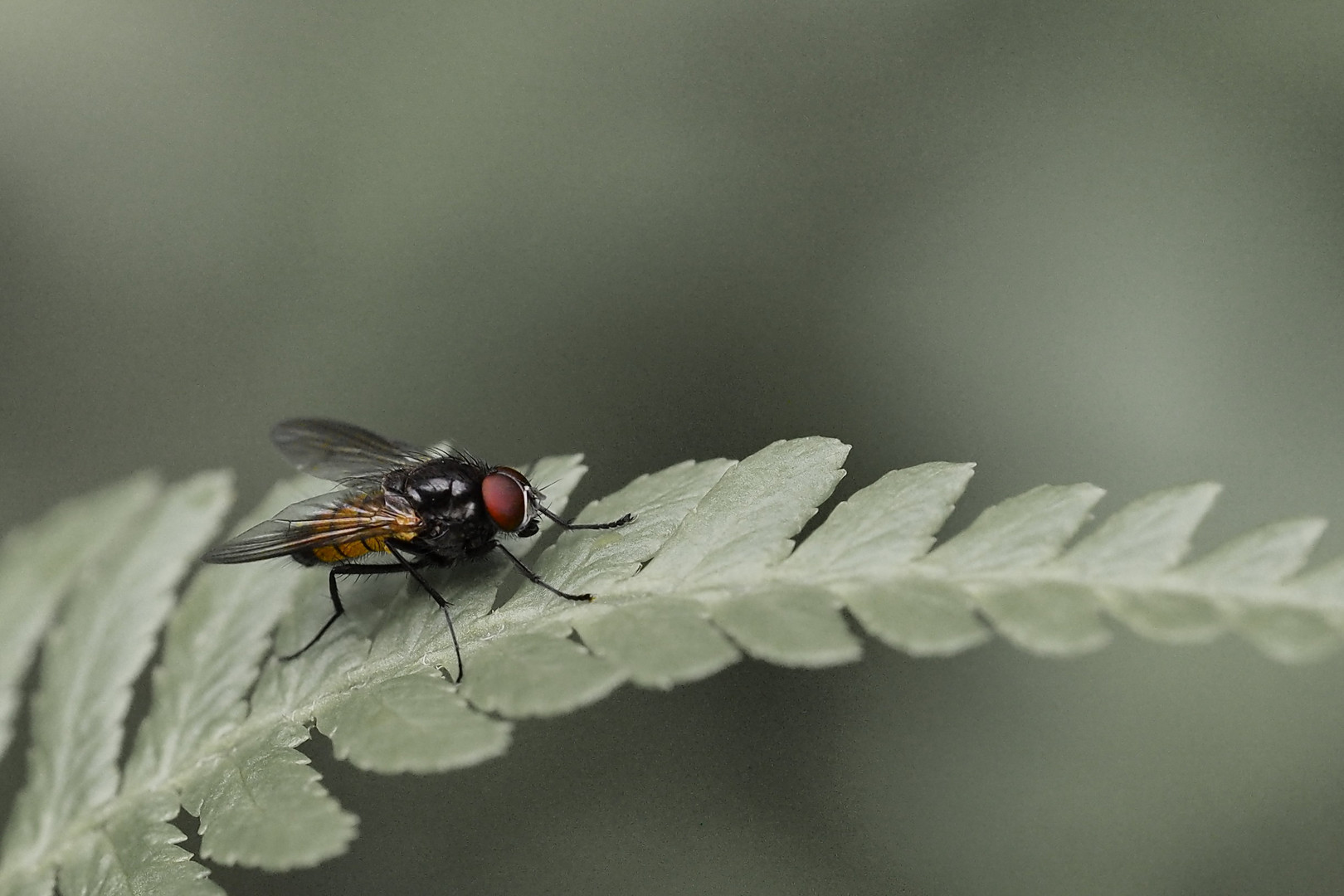 Fliege auf Farnblatt