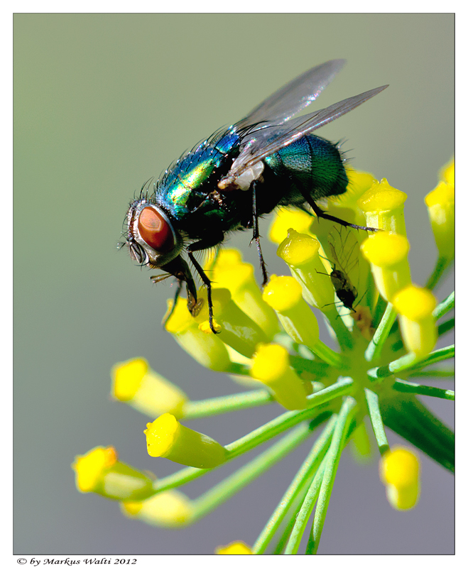 Fliege auf Fenchelblüte