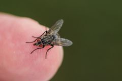 Fliege auf Finger