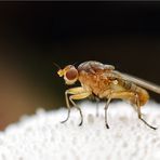 Fliege auf Flaschenstäubling