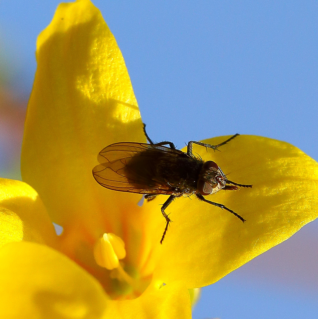 Fliege auf Forsythie