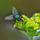 Fliege auf Frauenmantelblüte.