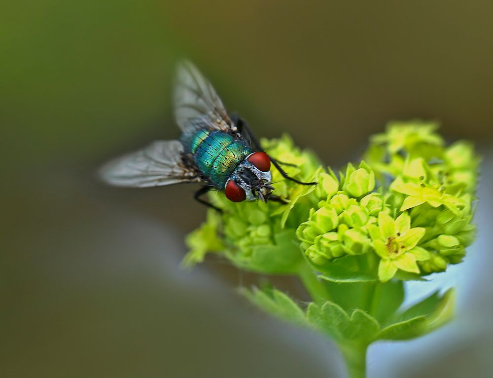 Fliege auf Frauenmantelblüte.