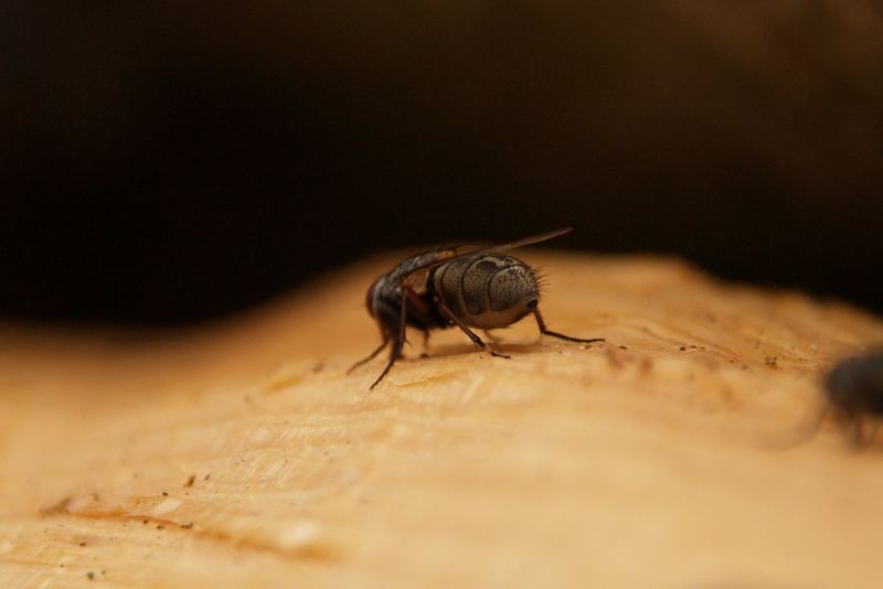 Fliege auf frisch gespaltenem Buchenholz