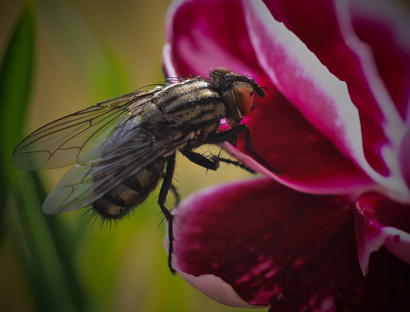Fliege auf Futtersuche