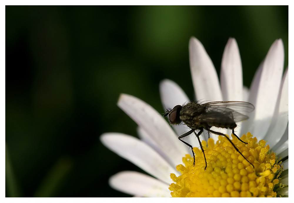 Fliege auf Gänseblümchen