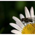 Fliege auf Gänseblümchen