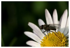 Fliege auf Gänseblümchen