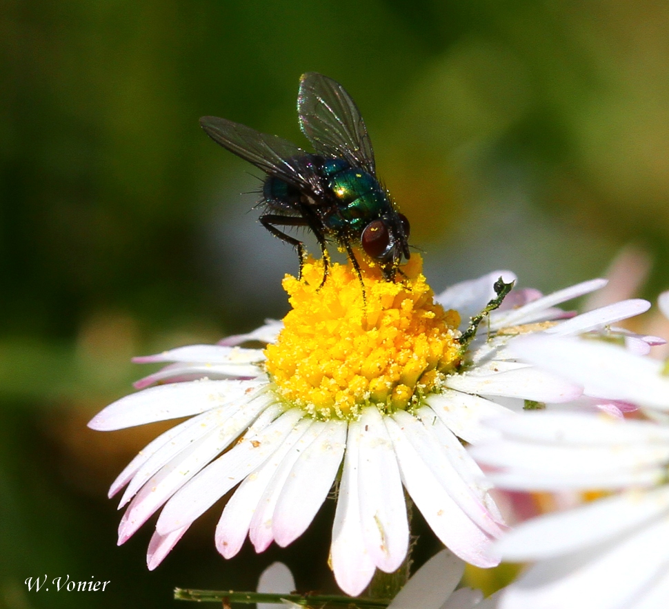 Fliege auf Gänseblümchen