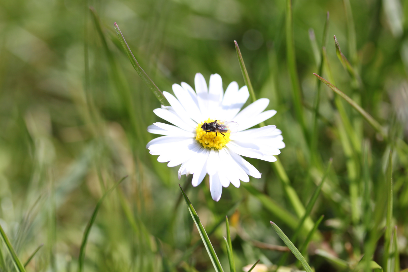 Fliege auf Gänseblümchen